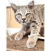 Image 2 : Juvenile Bobcat Stalking Pose Full Body Taxidermy Mount