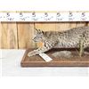 Image 4 : Juvenile Bobcat Stalking Pose Full Body Taxidermy Mount