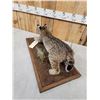 Image 5 : Juvenile Bobcat Stalking Pose Full Body Taxidermy Mount