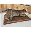 Image 6 : Juvenile Bobcat Stalking Pose Full Body Taxidermy Mount