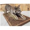 Image 7 : Juvenile Bobcat Stalking Pose Full Body Taxidermy Mount