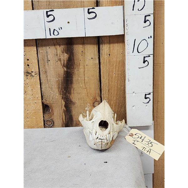 African Hyena Skull Taxidermy