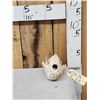Image 1 : African Hyena Skull Taxidermy