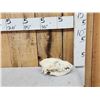 Image 2 : African Hyena Skull Taxidermy