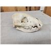 Image 3 : African Hyena Skull Taxidermy