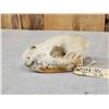 Image 4 : African Hyena Skull Taxidermy