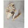 Image 5 : African Hyena Skull Taxidermy