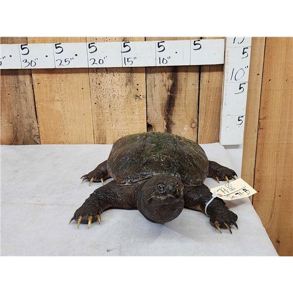 Big Snapping Turtle Full Body Taxidermy Mount