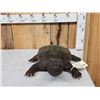 Image 1 : Big Snapping Turtle Full Body Taxidermy Mount