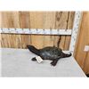 Image 2 : Big Snapping Turtle Full Body Taxidermy Mount
