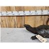 Image 3 : Big Snapping Turtle Full Body Taxidermy Mount