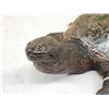 Image 4 : Big Snapping Turtle Full Body Taxidermy Mount