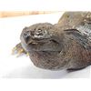 Image 5 : Big Snapping Turtle Full Body Taxidermy Mount