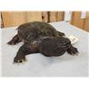 Image 6 : Big Snapping Turtle Full Body Taxidermy Mount