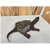 Image 7 : Big Snapping Turtle Full Body Taxidermy Mount