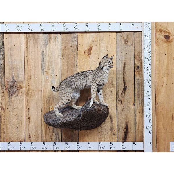 Bobcat Full Body Taxidermy Mount