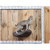Image 1 : Bobcat Full Body Taxidermy Mount