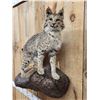 Image 2 : Bobcat Full Body Taxidermy Mount