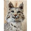 Image 3 : Bobcat Full Body Taxidermy Mount