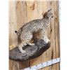 Image 4 : Bobcat Full Body Taxidermy Mount