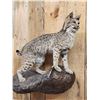 Image 5 : Bobcat Full Body Taxidermy Mount