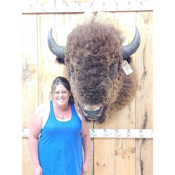 BIG American Bison Buffalo Shoulder Mount Taxidermy
