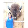 Image 1 : BIG American Bison Buffalo Shoulder Mount Taxidermy