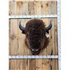 Image 2 : BIG American Bison Buffalo Shoulder Mount Taxidermy
