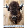 Image 3 : BIG American Bison Buffalo Shoulder Mount Taxidermy