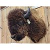 Image 4 : BIG American Bison Buffalo Shoulder Mount Taxidermy