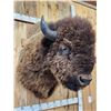 Image 5 : BIG American Bison Buffalo Shoulder Mount Taxidermy