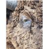Image 6 : BIG American Bison Buffalo Shoulder Mount Taxidermy