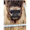 Image 7 : BIG American Bison Buffalo Shoulder Mount Taxidermy