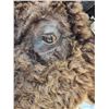 Image 8 : BIG American Bison Buffalo Shoulder Mount Taxidermy