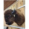 Image 9 : BIG American Bison Buffalo Shoulder Mount Taxidermy