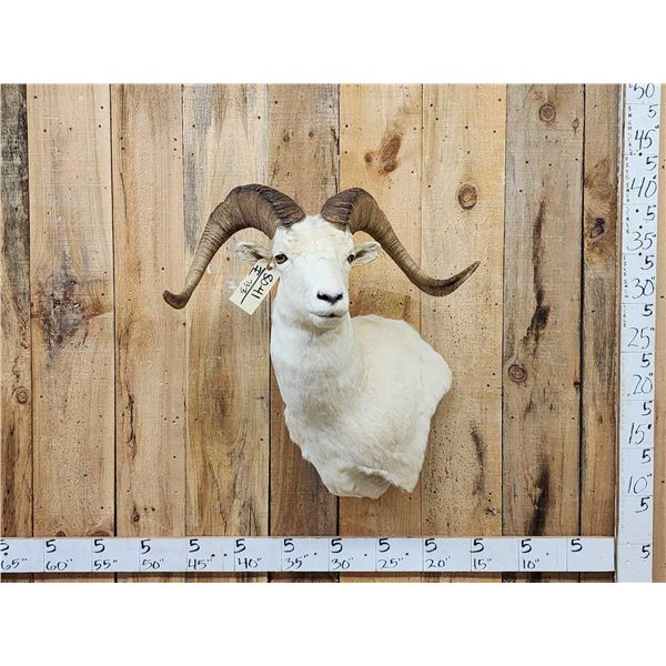 Alaskan Dall Sheep Shoulder Mount Taxidermy