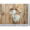 Image 1 : Alaskan Dall Sheep Shoulder Mount Taxidermy