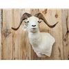 Image 2 : Alaskan Dall Sheep Shoulder Mount Taxidermy