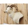 Image 3 : Alaskan Dall Sheep Shoulder Mount Taxidermy