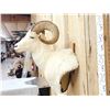Image 4 : Alaskan Dall Sheep Shoulder Mount Taxidermy