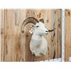 Image 5 : Alaskan Dall Sheep Shoulder Mount Taxidermy