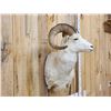 Image 6 : Alaskan Dall Sheep Shoulder Mount Taxidermy