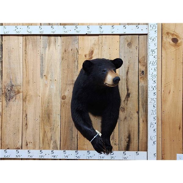 Nice Black Bear Half Body Taxidermy Mount