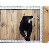 Image 1 : Nice Black Bear Half Body Taxidermy Mount
