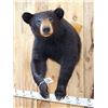 Image 2 : Nice Black Bear Half Body Taxidermy Mount
