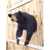 Image 3 : Nice Black Bear Half Body Taxidermy Mount