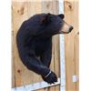 Image 4 : Nice Black Bear Half Body Taxidermy Mount