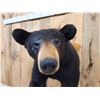 Image 5 : Nice Black Bear Half Body Taxidermy Mount