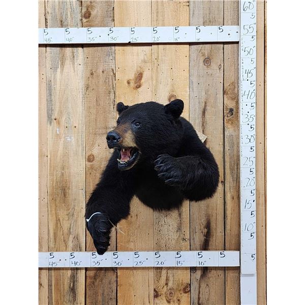 Black Bear Half Body Taxidermy Mount