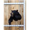 Image 1 : Black Bear Half Body Taxidermy Mount